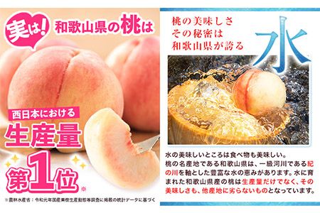 先行予約 桃 もも 和歌山県産 約2kg 《2024年6月中旬-8月中旬頃出荷》 紀の里の桃 送料無料 6～8玉入り 旬の桃を厳選 あかつき モモ 果物 フルーツ お取り寄せ あかつき 予約 和歌山 白鳳 日川白鳳 八旗白鳳 清水白桃 川中島白桃 つきあかり---wfn_cwlocal37_q68_23_12000_2kg---