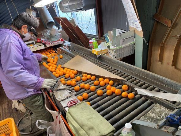 年内発送 ちょっと 傷あり 完熟早生 有田みかん S または SS 5kg 和歌山 南泰園 みかん BS648