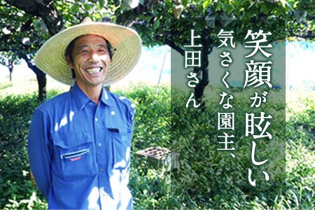 『上田農園』のにんにく約500g 熊本県玉名郡玉東町『上田農園』にんにく《7月上旬-9月中旬頃出荷》---sg_uedagarlic_a79_24_8000_500g---