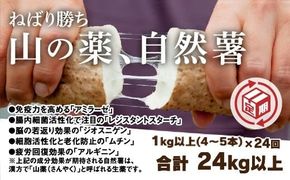 A017 【山薬王】命の根っこですから。美味しく美腸活！贅沢自然薯定期便（月2回/24回お届け）