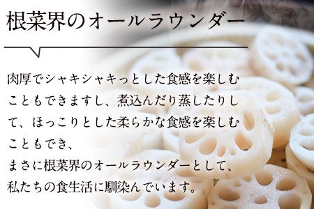 レンコン 約5kg 熊本県氷川町産 道の駅竜北《11月下旬-3月末頃出荷》 蓮根 根菜 きんぴら 熊本県氷川町---sh_cmitiren_cf113_r7_16500_5kg---