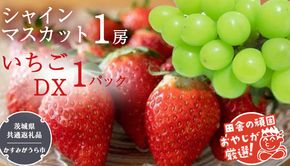 シャインマスカット1房といちごDX1パック【令和6年12月より発送開始】（茨城県共通返礼品：かすみがうら市産） 詰め合わせ 果物 フルーツ 茨城県産 [BI439-NT]