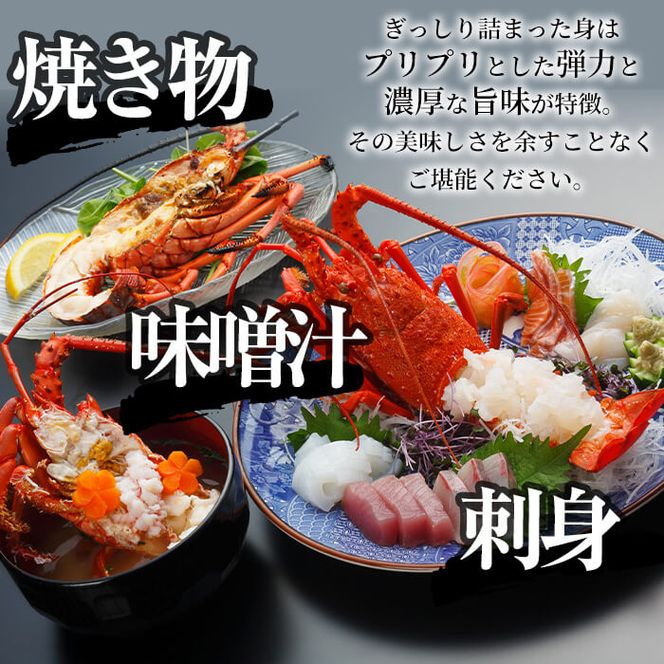 ＜数量限定・期間限定＞天然！門川町産活き伊勢海老(計1.5kg・約2～6尾)エビ えび 刺身 魚介 海鮮 朝獲れ 国産【O-6】【門川漁業協同組合】