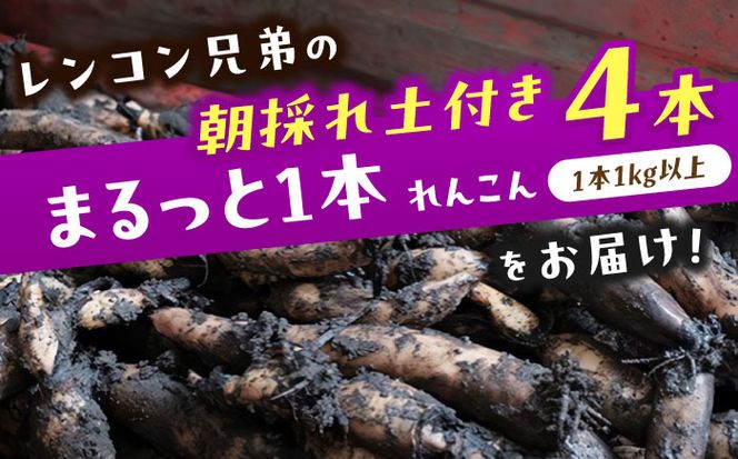 【先行予約】＼毎年9月より順次発送／＼TVでも紹介された！！/ 産地直送！朝採れ土付き鍬掘り レンコン4kg 野菜 れんこん 根菜 愛西市 / レンコン兄弟 [AECL003]
