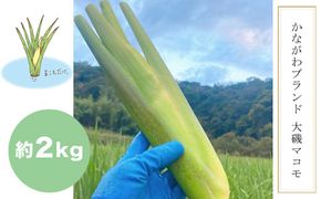 159-2023-09　かながわブランド 大磯マコモ(2kg 10～18本程度)【栽培期間中農薬不使用】＜出荷開始：2026年10月8日出荷開始～2026年11月7日出荷終了＞【 マコモタケ マコモダケ 神奈川県 大磯町 炒め物 大磯町特産品 季節野菜 】