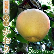 朝穫り　大玉【かおり】5kg　5個～6個入り【9月10日受付終了】※2026年9月～発送