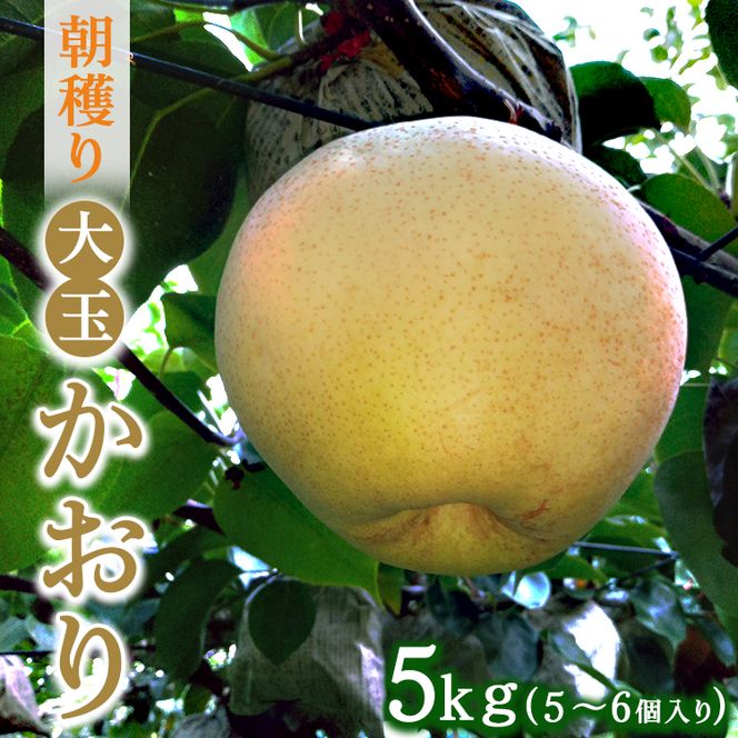朝穫り　大玉【かおり】5kg　5個～6個入り【9月10日受付終了】※2026年9月～発送