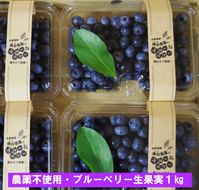 【先行予約】＜すだ農園＞栽培期間中農薬不使用 朝摘み ブルーベリー 生果実 1kg ｜ 果実 新鮮 フルーツ ※北海道・沖縄・離島への発送不可 ※2025年7月上旬～8月中旬頃に順次発送予定