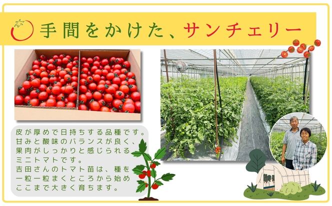 【先行予約】ミニトマト サンチェリー 1.5kg 2026年7月発送 トマト とまと プチトマト 新鮮 野菜 農家直送 1キロ おすすめ ギフト 贈答 プレゼント 10000円 1万円 福島県 田村市 田村 よしのや農園 N061-001
