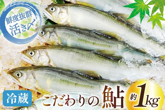 先行受付】鮎 こだわりの生鮎 約1kg [株式会社 あゆの是則 宮崎県 日向市 452060793] あゆ アユ 魚 魚介 川魚 塩焼き 甘露煮 冷蔵  生あゆ 子持ち鮎（宮崎県日向市） | ふるさと納税サイト「ふるさとプレミアム」