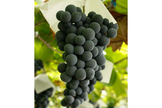 ワイン 赤 フルボディ 赤ワイン 穂坂マスカット・ベーリーA 750ml 1本 山梨ワイン 日本ワイン シングル・ヴィンヤード 栽培責任者 猪股宣夫 お酒 酒 わいん wine 洋酒 果実酒 飲料 アルコール度 12% 送料無料 [シャトー・メルシャン 勝沼ワイナリー 山梨県 韮崎市 20743132]