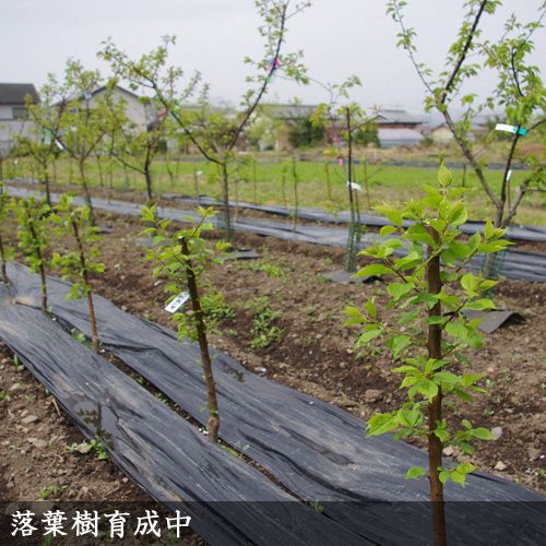 ＜すだ農園＞2年生 苗木◇カキ(不完全甘柿) 禅寺丸(ぜんじまる)[ふるい苗 2023年] ※2024年11月中旬頃～2025年4月下旬頃に順次発送予定 ※北海道・沖縄・離島への配送不可