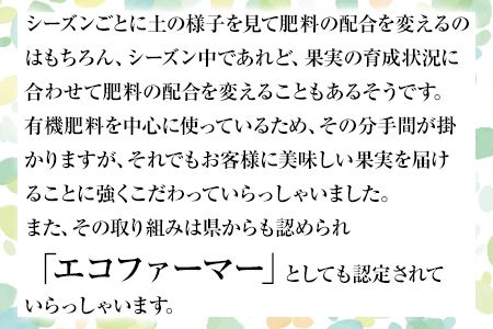 【先行予約】『松田農園』の玉東梨 (約5kg 8-18玉前後) 予約受付中《7月下旬-9月末頃出荷》 熊本県 玉名郡 玉東町 梨 ナシ フルーツ 果物 送料無料 ギフト 贈答 5kg---sg_cmtdnasi_cf79_26_16000_5kg---