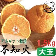 アルギット 不知火 約1.5kg 大玉 サイズ（5～6玉）| 先行予約 不知火 デコ みかん 甘い おいしい ジューシー 完熟 期間限定 数量限定 フルーツ 果物 柑橘 人気 おすすめ 高級 こだわり ギフト 旬 お取り寄せ 送料無料 和歌山 有田川町     DT012