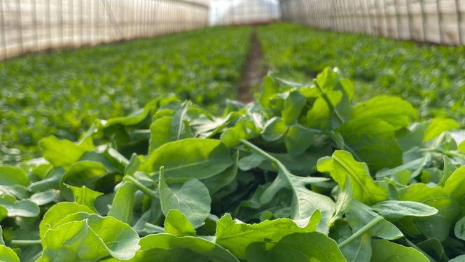 黒澤農園 の ベビーリーフサラダ （ 50g × 6パック ） 使い切りサイズ ベビーリーフ サラダ 生野菜 食べやすい 若葉 使い切り 旬 新鮮 国産 彩り 大容量 [DS01-NT]