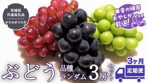 【定期便】ぶどう 品種ランダム3房セット【2025年8月から3か月連続で発送】（茨城県共通返礼品：かすみがうら市産） ブドウ 葡萄 果物 フルーツ 茨城県産 [BI433-NT]