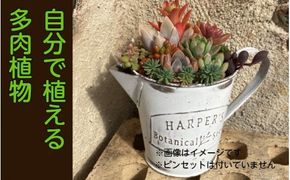 自分で植える多肉植物Aセット※セダム系苗・ピンセットなし