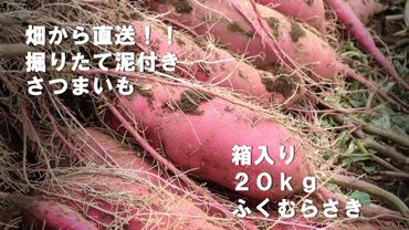 BZ-26 【先行予約】【2023年度産】20kg箱入りサツマイモ（ふくむらさき）