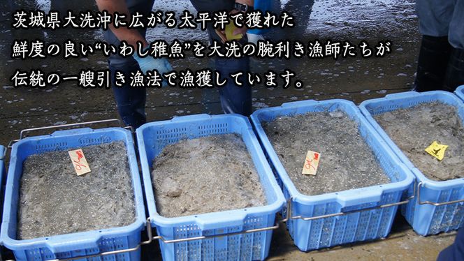 茨城県産 しらす干し 2kg ( 共通返礼品：茨城県 大洗町 ) シラス干し しらす シラス 業務用 冷凍 魚介 海鮮 しらす丼 離乳食 箱 [DD002us]