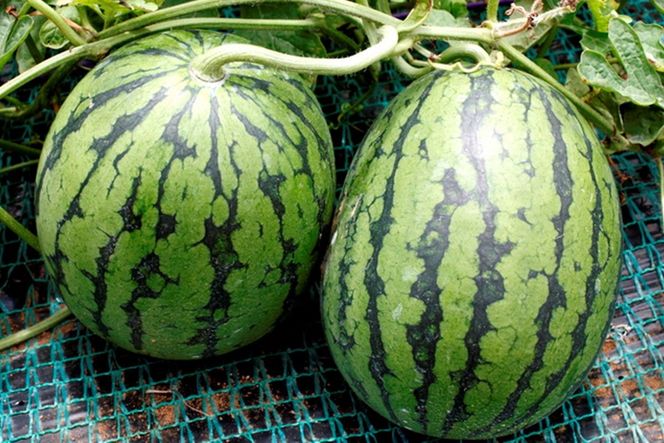 【先行予約】みんな大好き！甘～ぃ！シャリ美味！！京丹後産小玉スイカ！！1玉（ひとりじめ、姫甘泉、ひめまくら、砂丘たまごから1種類）（2026年7月上旬～発送）　YK00532