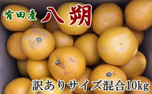 【手選果・訳あり】有田産の八朔10kg（サイズ混合）★2025年1月中旬より順次発送  BZ090