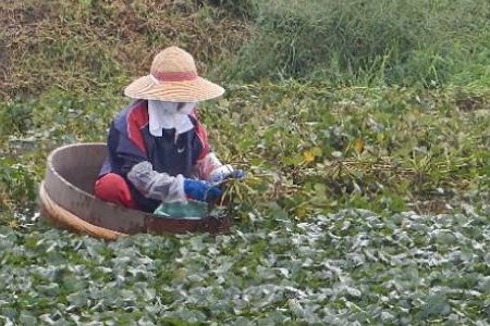 神埼桑菱茶(3g×30包)×2箱 【ふるさと納税 桑菱茶 桑 菱 無添加・無着色 ノンカフェイン】(H066120)