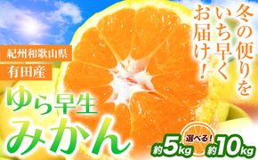 紀州和歌山有田産 ゆら早生みかん 選べる 約5kg 約10kg 株式会社魚鶴商店《2025年10月上旬-11月上旬頃出荷》 和歌山県 日高町 みかん 早生 柑橘---wsh_utsywm_ad10_22_13000_5kg---