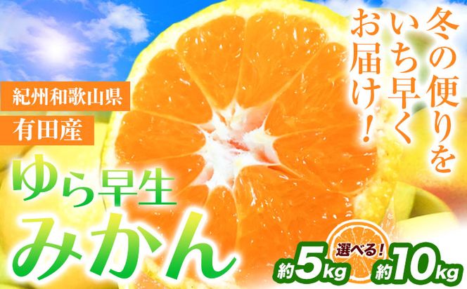 紀州和歌山有田産 ゆら早生みかん 選べる 約5kg 約10kg 株式会社魚鶴商店《10月上旬-11月上旬頃出荷》 和歌山県 日高町 みかん 早生 柑橘---wsh_utsywm_ad10_22_13000_5kg---