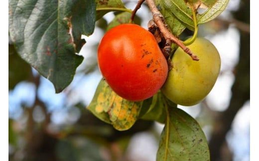 和歌山の富有柿　約7.5kg　(ご家庭用)（fr-04）【秋の美味】【先行予約】XD90074