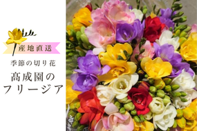 高成園 季節の切り花 フリージア【2025年3月下旬以降配送】産地直送 切花 生花 フラワー [0156]