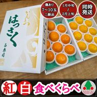 有田 はっさく 紅白 食べくらべ 化粧箱 みかん BS692