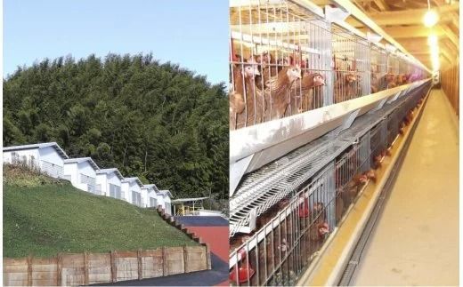 【B3-011】うちのたまご醤油セット(2回お届け)