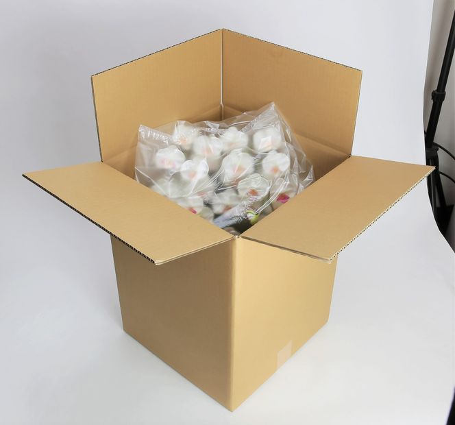 綺麗で丈夫な三河陶器で贈る 光触媒胡蝶蘭小輪３本立（白の陶器×白桃色の花） H100-083