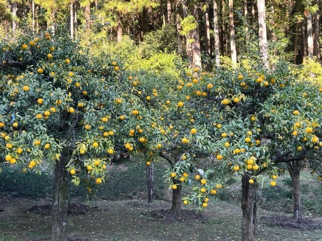 ゆずサブレ・ポロールセット