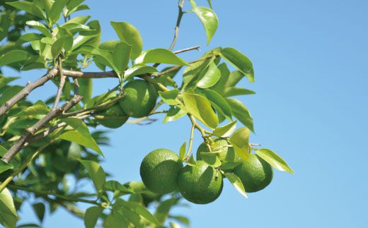 久保田食品 四万十ぶしゅかんアイスキャンデー 20本 入り 冷菓 菓子 冷凍 冷凍便 アイス アイスキャンデー スイーツ おやつ おいしい フルーツ 柑橘 果汁 四万十市産 ぶしゅかん 人気 おすすめ グルメ ご当地 お取り寄せ ギフト 夏ギフト お中元 お歳暮 贈答 25-444