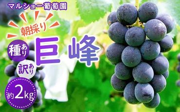 【2025年先行予約・数量限定】朝採り 巨峰「種あり」 訳あり品 約２kg＜2025年8月中旬～発送＞ 232238_AV009-PR