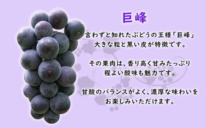 【2025年先行予約・数量限定】朝採り 巨峰「種あり」 訳あり品 約２kg＜2025年8月中旬～発送＞ 232238_AV009-PR