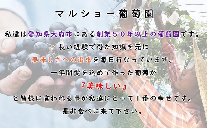 【2025年先行予約・数量限定】朝採り 巨峰「種あり」 訳あり品 約２kg＜2025年8月中旬～発送＞ 232238_AV009-PR