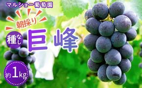 【2026年先行予約・数量限定】朝採り 巨峰「種なし」 約１kg＜2026年8月中旬～発送＞ 232238_AV010-PR