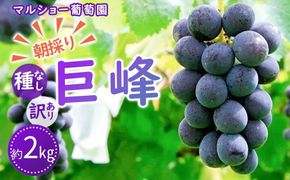 【2025年先行予約・数量限定】朝採り 巨峰「種なし」 訳あり品 約２kg＜2025年8月中旬～発送＞ 232238_AV011-PR