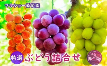 【2025年先行予約・数量限定】園主おまかせ特選ぶどう詰合せ 約２kg  (当園栽培16品種の中より厳選) ＜2025年8月中旬～発送＞ 232238_AV014-PR