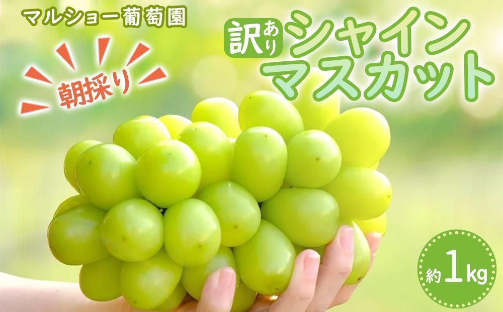 [2025年先行予約・数量限定]朝採り シャインマスカット 訳あり品 約1kg[2025年8月中旬〜発送] 232238_AV015-PR