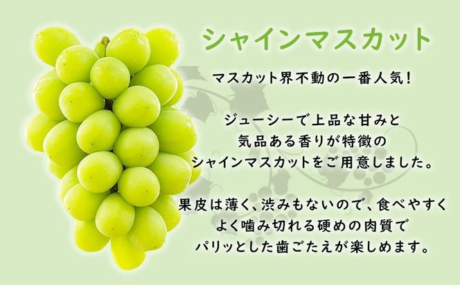 【2026年先行予約・数量限定】朝採り シャインマスカット 訳あり品 約１kg＜2026年8月中旬～発送＞ 232238_AV015-PR