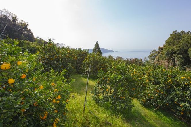 【先行予約】【農家直送】愛媛県産 はるみ 贈答用 4.5kg ｜ 柑橘 蜜柑 みかん ミカン 果物 フルーツ ※2025年1月中旬～2月上旬頃に順次発送予定