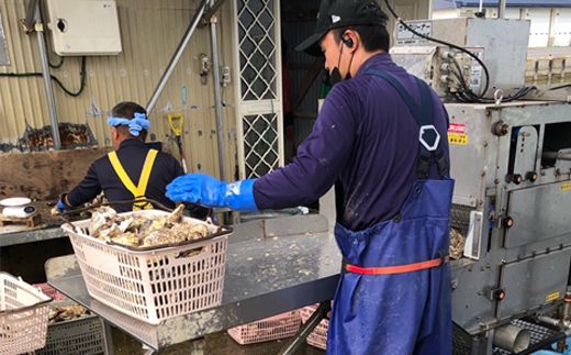 北海道 仙鳳趾名産 牡蠣 150g～199g×12コ+かきナイフ付き かき漁師直送 K3-3＜センポウシ : 釧路町の東 厚岸湾の西 カキの名産地＞ | せんぽうし 牡蠣 生食用 殻付き 生牡蠣 絶品 産地直送 北海道 釧路町 釧路超 特産品 121-1268-50