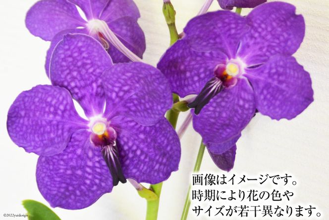 AG051希少な花　心躍る「華やかな恋」の予感　翡翠蘭（バンダ）　１株花付き