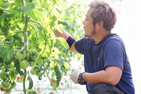 この道40年の農家から直送 完熟！桃太郎トマト15～24玉　H139-020