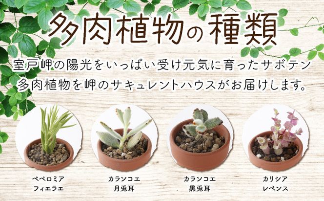 多肉植物の小苗２０本セット（２０種類アソート）　sh003