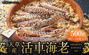 【指定日必須】天草産 活車海老 500g【発送期間2025年11月25日から2026年3月31日】ご入金後から14日以降かつ配送期間内にて、寄付フォームの応援メッセージ欄に必ず配送希望日を記載ください