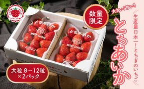 いちご 甘さ際立つ新品種 『とちあいか』 大粒 8～12粒×2パック 先行予約 58ロハスファーム【58ロハスクラブ】 ※2026年1月中旬～5月中旬頃に順次発送予定